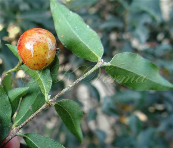  Fruit (Drupe)